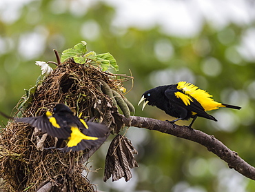 Adult yellow-rumped caciques (Cacicus cela), at nest site on Belluda Cano, Amazon Basin, Loreto, Peru, South America