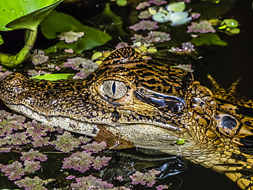 A young spectacled caiman (Caiman crocodilus), eye detail at night on Rio El Dorado, Ucayali River, Loreto, Peru, South America