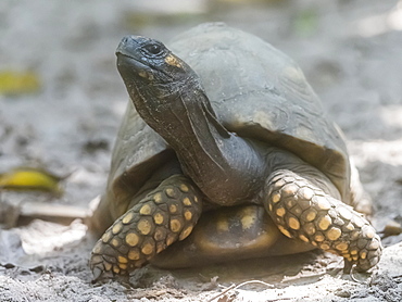 A captive yellow-footed tortoise (Chelonoidis denticulatus), on display at the Amazon Rescue Center, Iquitos, Peru, South America