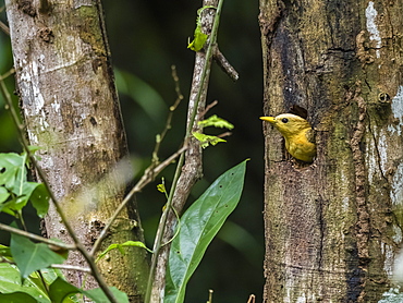 An adult female cream-colored woodpecker (Celeus flavus), Lake Clavero, Amazon Basin, Loreto, Peru, South America