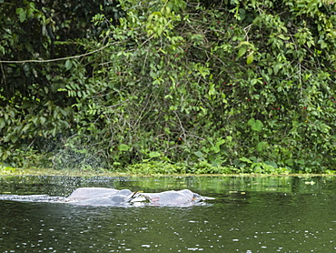 Adult Amazon pink river dolphins (Inia geoffrensis), Yanayacu Lake, Pacaya-Samiria Reserve, Loreto, Peru, South America