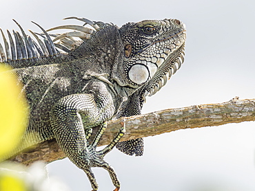 An adult Green Iguana (Iguana iguana), basking in the sun on the Yanayacu River, Amazon Basin, Loreto, Peru, South America