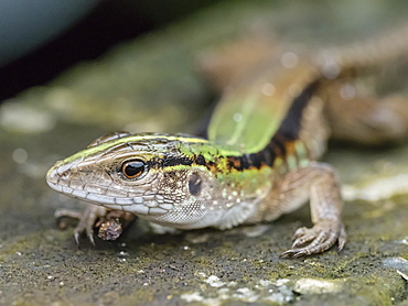 Adult Cocha whiptail (Kentropyx altamazonica), Pacaya River, Pacaya Samiria Reserve, Loreto, Peru, South America