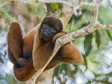 An adult common woolly monkey (Lagothrix lagothricha), in the trees along the Yarapa River, Nauta, Peru, South America