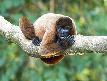 An adult common woolly monkey (Lagothrix lagothricha), on Pacalpa Cano, Pacaya Samiria Reserve, Peru, South America