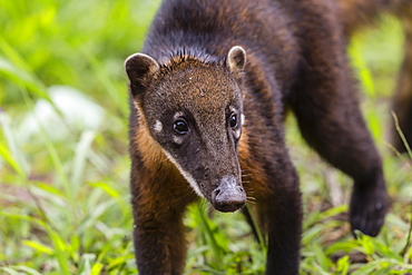 Young South American coati (Nasua nasua), Supay Cano, Rio Ucayali, Loreto, Peru, South America