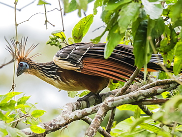 An adult hoatzin (Opisthocomus hoazin), Pacaya River, Pacaya Samiria Reserve, Amazon Basin, Loreto, Peru, South America