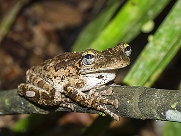 An adult Manaus slender-legged treefrog (Osteocephalus taurinos), Ucayali River, Pacaya Samiria Reserve, Loreto, Peru, South America