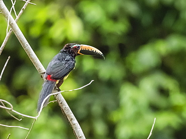 An adult lettered aracari (Pteroglossus inscriptus), in Belluda Cano, Amazon Basin, Loreto, Peru, South America