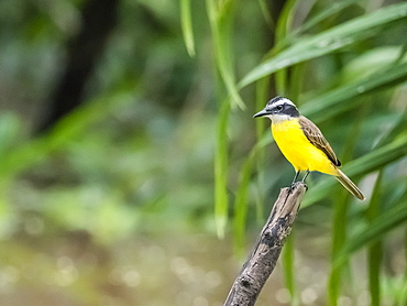 Adult lesser kiskadee (Pitangus lictor), Belluda Creek, Ucayali River, Amazon Basin, Loreto, Peru, South America