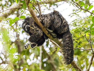 An adult monk saki monkey (Pithecia monachus), near the Oxbow lake Atun Poza, Iquitos, Peru, South America