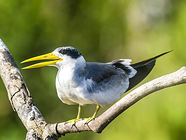 Large-billed tern (Phaethusa simplex) perched on the Rio Yanayacu, Amazon Basin, Loreto, Peru, South America