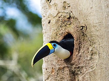 An adult white-throated toucan (Ramphastos tucanus), in Magdalena Creek, Amazon Basin, Loreto, Peru, South America