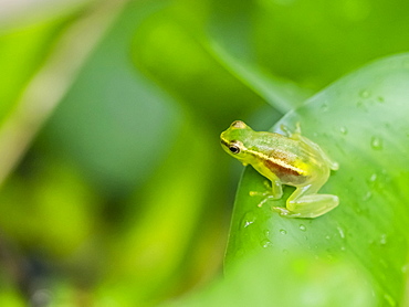 An adult pygmy hatchet-faced treefrog (Sphaenorhynchus carneus), on the Pacaya River, Amazon Basin, Loreto, Peru, South America