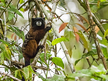 An adult Saddleback Tamarin (Saguinus fuscicollis), on Nauta Cano, Amazon Basin, Loreto, Peru, South America