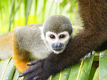 Adult common squirrel monkey (Saimiri sciureus), in San Francisco Village, Amazon Basin, Loreto, Peru, South America