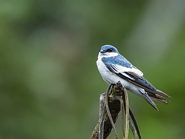 An adult white-winged swallow (Tachycineta albiventer), Belluda Creek, Ucayali River, Amazon River Basin, Peru, South America