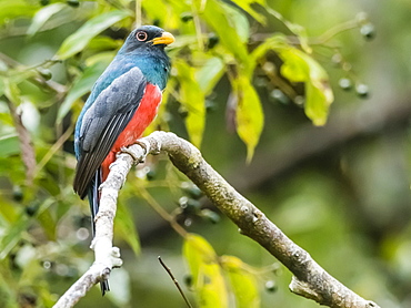 An adult male black-tailed trogon (Trogon melanurus), Iricahua Cano, Pacaya Samiria Reserve, Loreto, Peru, South America