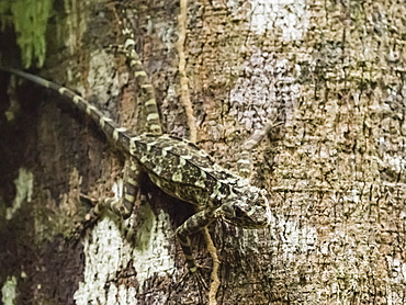 Adult collared tree runner (Tropidurus plica), Yanayacu River, Amazon Basin, Loreto, Peru, South America