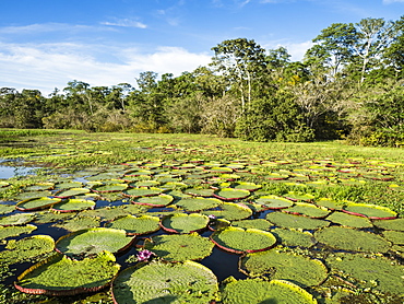 A large group of Victoria water lily (Victoria amazonica), on Rio El Dorado, Nauta, Peru, South America