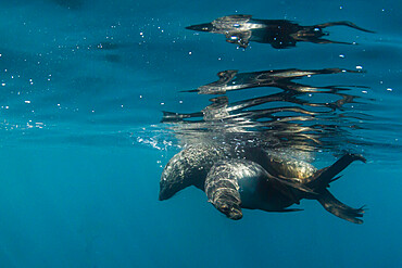 Mating Antarctic fur seals (Arctocephalus gazella), in the water at Hercules Bay, South Georgia Island, Polar Regions