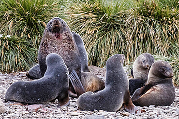 Adult bull Antarctic fur seal (Arctocephalus gazella) with his harem of females, Godthul, South Georgia Island, Polar Regions