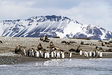 Adult king penguins (Aptenodytes patagonicus) at breeding colony at Salisbury Plain, South Georgia Island, Polar Regions