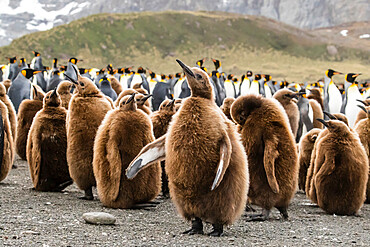 King penguin oakum boy chicks (Aptenodytes patagonicus), molting their down at Gold Harbor, South Georgia Island, Polar Regions