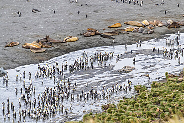 King penguins and elephant seals cover the beach in Gold Harbor, South Georgia, UK Overseas Protectorate, Polar Regions