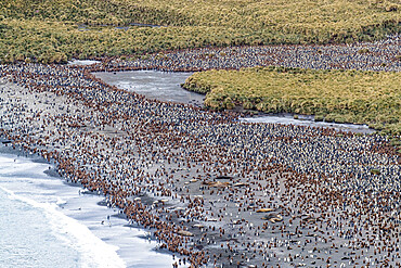 King penguins and elephant seals cover the beach in Gold Harbor, South Georgia, UK Overseas Protectorate, Polar Regions