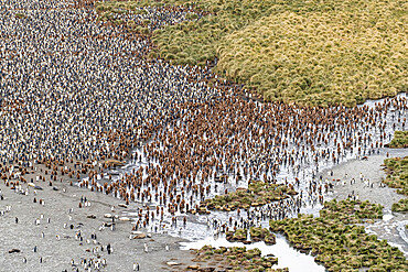 King penguins and elephant seals cover the beach in Gold Harbor, South Georgia, UK Overseas Protectorate, Polar Regions