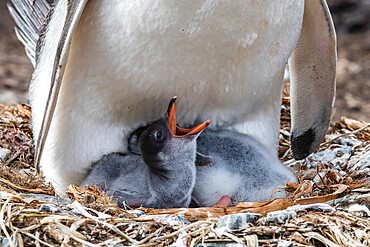 Adult gentoo penguin (Pygoscelis papua) on nest with chicks at Gold Harbor, South Georgia Island, Polar Regions