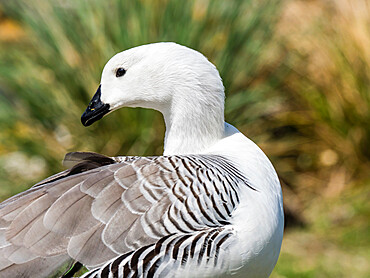 An adult male upland goose (Chloephaga picta), on Carcass Island, Falkland Islands, South America