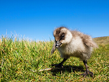 Upland goose gosling (Chloephaga picta) on New Island, Falkland Islands, South America