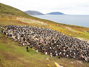 Southern rockhopper penguin breeding colony (Eudyptes chrysocome), on Saunders Island, Falkland Islands, South America