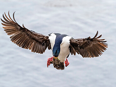 Adult imperial cormorant (Phalacrocorax atriceps) returning from the sea with nesting material, Saunders Island, Falkland Islands, South America