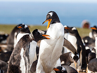 Gentoo penguins (Pygoscelis papua) squabbling with each other at nest site on New Island, Falkland Islands, South America