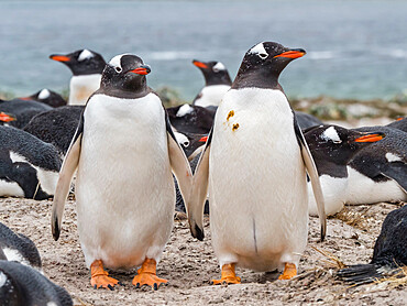 Gentoo penguins (Pygoscelis papua) at nesting site on Bull Point, East Island, Falkland Islands, South America