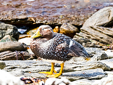 An adult female Falkland steamer duck (Tachyeres brachypterus), on Carcass Island, Falkland Islands, South America