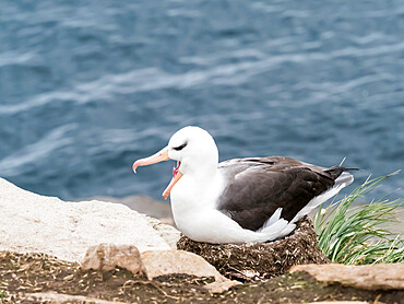 Adult black-browed albatross (Thalassarche melanophris), on its nest on Saunders Island, Falkland Islands, South America