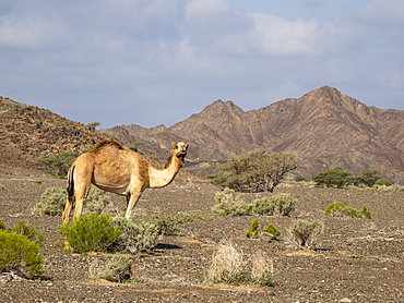 Arabian camel (Camelus dromedarius), foraging near Al Qabil, Sultanate of Oman, Middle East