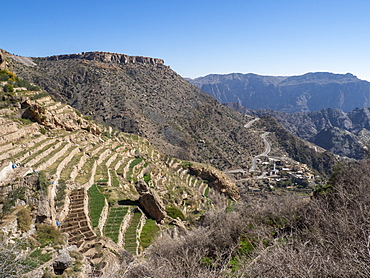 Terraced gardens line the cliffs near traditional villages of the Sayq Plateau, Sultanate of Oman, Middle East