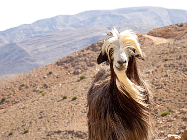 Goat on the mountain sides of Wadi Fins, Sultanate of Oman, Middle East