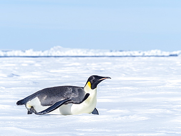 Adult emperor penguin (Aptenodytes forsteri), tobogganing on ice near Snow Hill Island, Weddell Sea, Antarctica