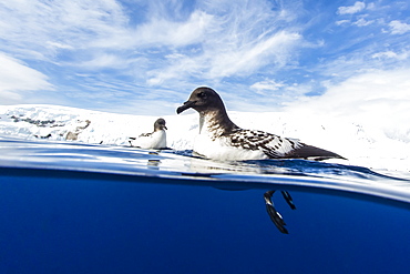 A curious adult cape petrel (Daption capense), Lindblad Cove, Trinity Peninsula, Antarctica, Polar Regions