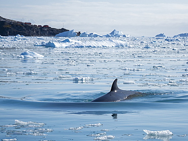 An adult Antarctic minke whale (Balaenoptera bonaerensis), surfacing amongst brash ice in Cierva Cove, Antarctica, Polar Regions