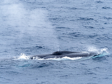 Adult fin whale (Balaenoptera physalus), surfacing near Point Wild, Elephant Island, Antarctica, Polar Regions