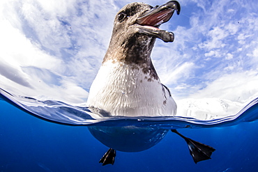 A curious adult cape petrel (Daption capense), Lindblad Cove, Trinity Peninsula, Antarctica, Polar Regions