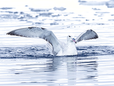 An adult southern fulmar (Fulmarus glacialoides), feeding on krill in Lindblad Cove, Trinity Peninsula, Antarctica, Polar Regions