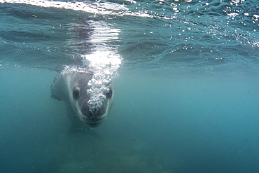 A curious male leopard seal (Hydrurga leptonyx), underwater at Monroe Island, South Orkney Islands, Antarctica, Polar Regions